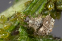 Une larve de Chrysope (Neuroptre - Chrysopidae - Pseudomallada sp.)